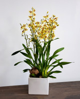 ONCIDIUM SEASONS BEST | Double Planter