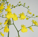 ONCIDIUM SEASONS BEST | Double Planter