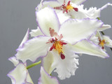 ONCIDIUM SEASONS BEST | Double Planter