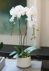 SISU | Double Planter