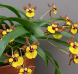 Oncidium croesus