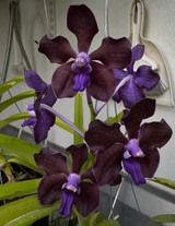 Vanda Motes Interstellar (Violeta × Motes Purple Rain)