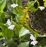 Angraecum distichum