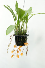 Gongora armeniaca `Natural World' x self