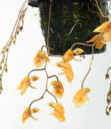 Gongora armeniaca `Natural World' x self