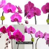 JAVA | Double Planter