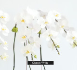 JAVA | Double Planter