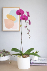 CERCLE | Single Planter