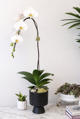 VENTI | Single Planter