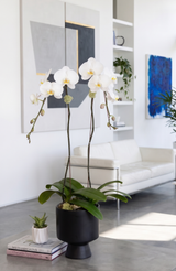 VENTI | Double Planter
