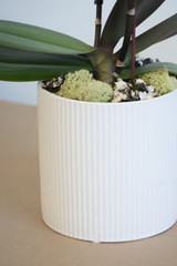CERCLE | Compact Orchid