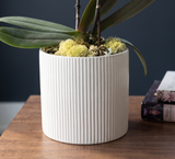 CERCLE | Compact Orchid