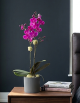 CERCLE | Compact Orchid