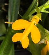 Habenaria rhodocheila (yellow form)