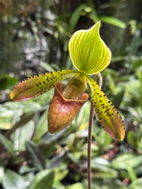 Paphiopedilum Iphis (Paph. argus x Paph. tonsum)