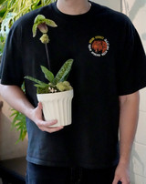 Paphiopedilum tigrinum | Tigers of Yunnan 2025 Souvenir T-shirt