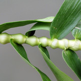 Dendrobium pendulum Dendrobium pendulum