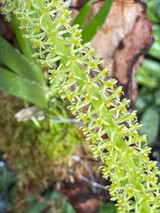 Hippeophyllum (syn Oberonia) micranthum Hippeophyllum (syn Oberonia) micranthum