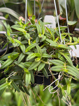 Epidendrum porpax