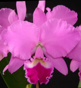 Cattleya Sea Breeze 4n (walkeriana 4n x warneri 4n)