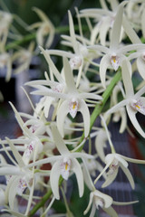 Dendrobium speciosum v. speciosum