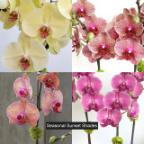 ALDER CEMENT OVAL | Limited Five Orchid Planter
