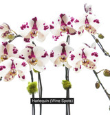 ALDER CEMENT OVAL | Limited Five Orchid Planter