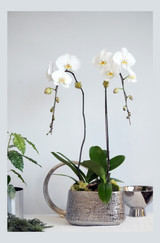 ODE | Custom Double Planter