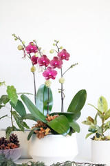 CELLO | Double Planter