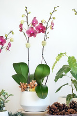 CELLO | Single Planter