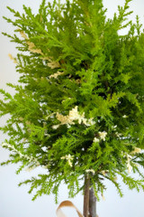 LEMON CYPRESS 'Snow Fall' | HOLIDAY