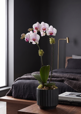 IVORY | Compact Orchid