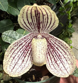 Paphiopedilum myanmaricum