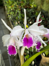 Cattleya maxima x quadricolor (syn. chacoensis)