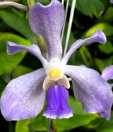 Vanda tessalata 'Blue' x Vanda coerulescens