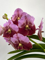 Vanda sanderiana