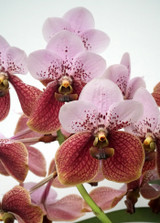 Vanda sanderiana