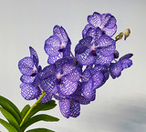 Vanda Pakchong Blue x coerulea 4N
