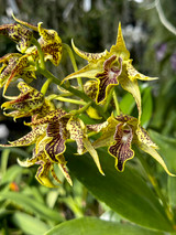 Dendrobium alexanderae