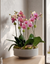 SPERRO | Quad Planter