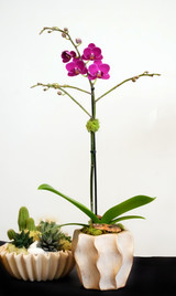 MILANO | Compact Orchid