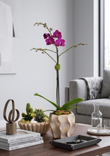 MILANO | Compact Orchid