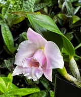 Laelia alaori