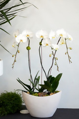 SABI OVAL | Triple Planter