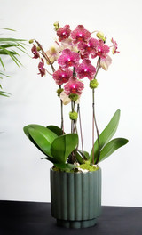 VERDE | Double Planter