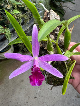 Laelia Starfall (lundii 'Orchid Dynasty'x dayana 'Opulent')