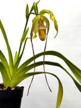 Phragmipedium Paul Eugene Conroy (wallisii x longifolium)