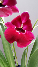 Miltoniopsis Bert Field 'Eileen' AM/AOS (Mullato Queen x Woodlands)