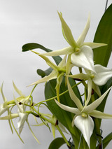 Angraecum Veitchii (sesquipedale x superbum)