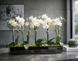 NOIRRE | Compact 5 Orchid Planter